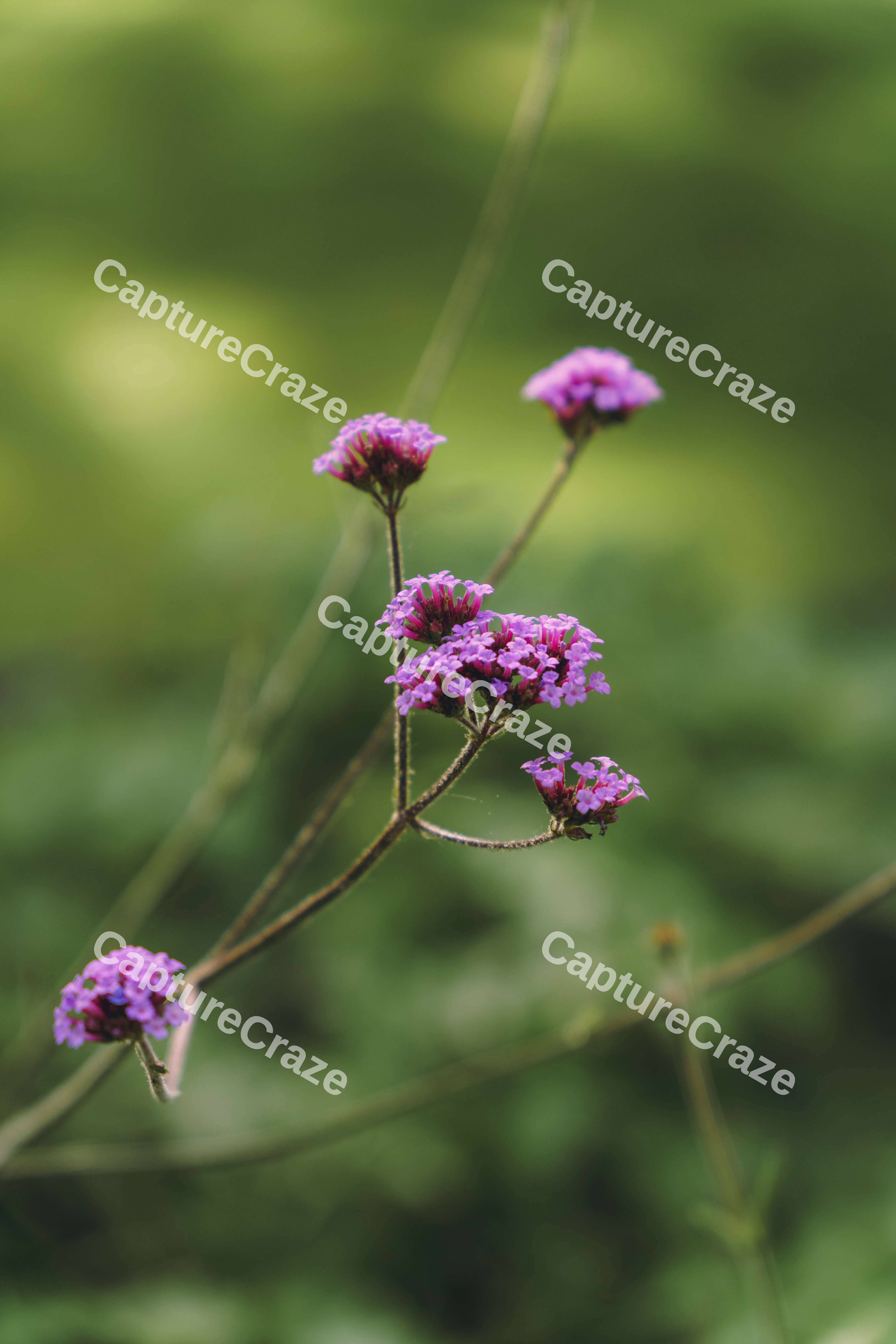 Purple Flower